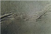 Cross-directional wrinkle (reel defect)