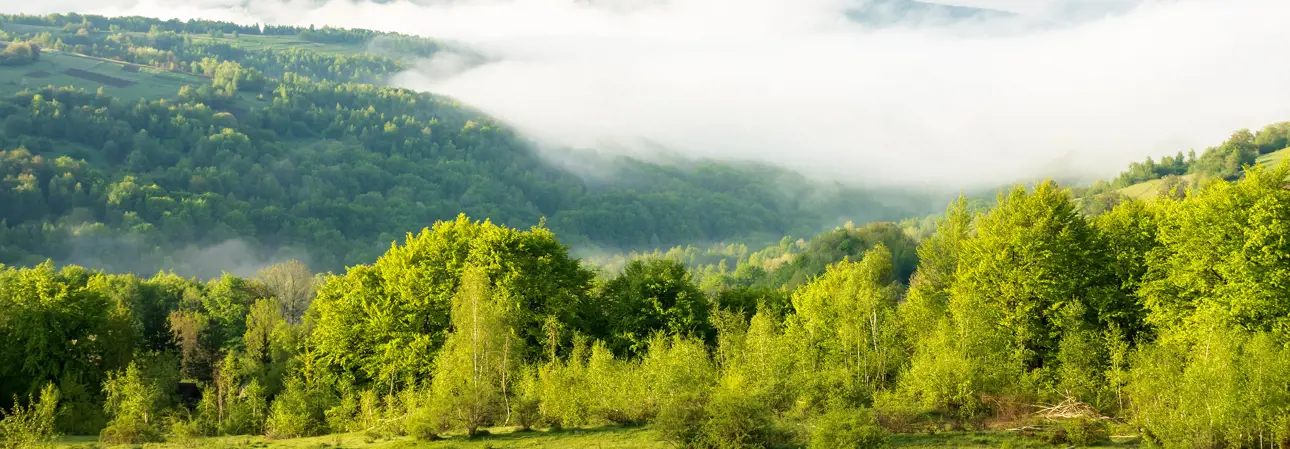 Scenic view of nature in fog