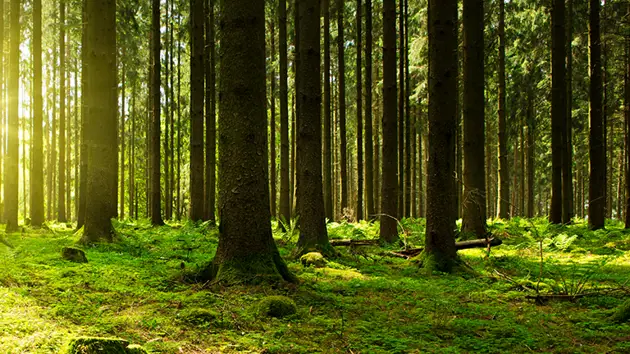 A forest with bright green colors and soft light.