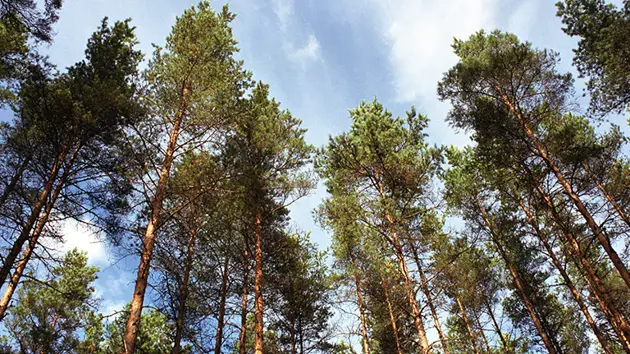 Trees reaching toward a clear blue sky, photographed from ground level with an upward angle.